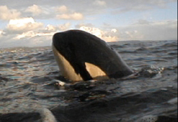 L'histore de Springer; l'orque sauvé bébé et retrouvé adulte Springer